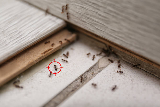 Best Affordable Pest Control Services  in Lincoln, AL
